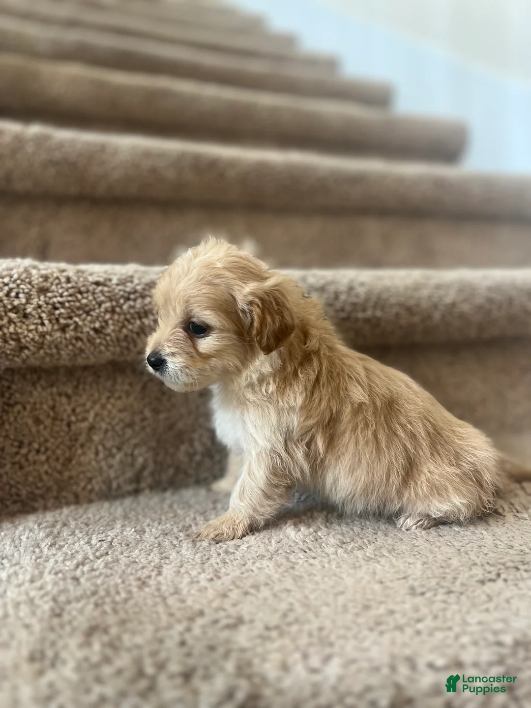 Maltipoo dogs for sale: Briana - Ad 14