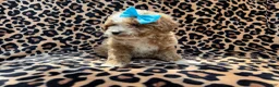 Cockapoo dogs for sale: Fancy - Ad 2