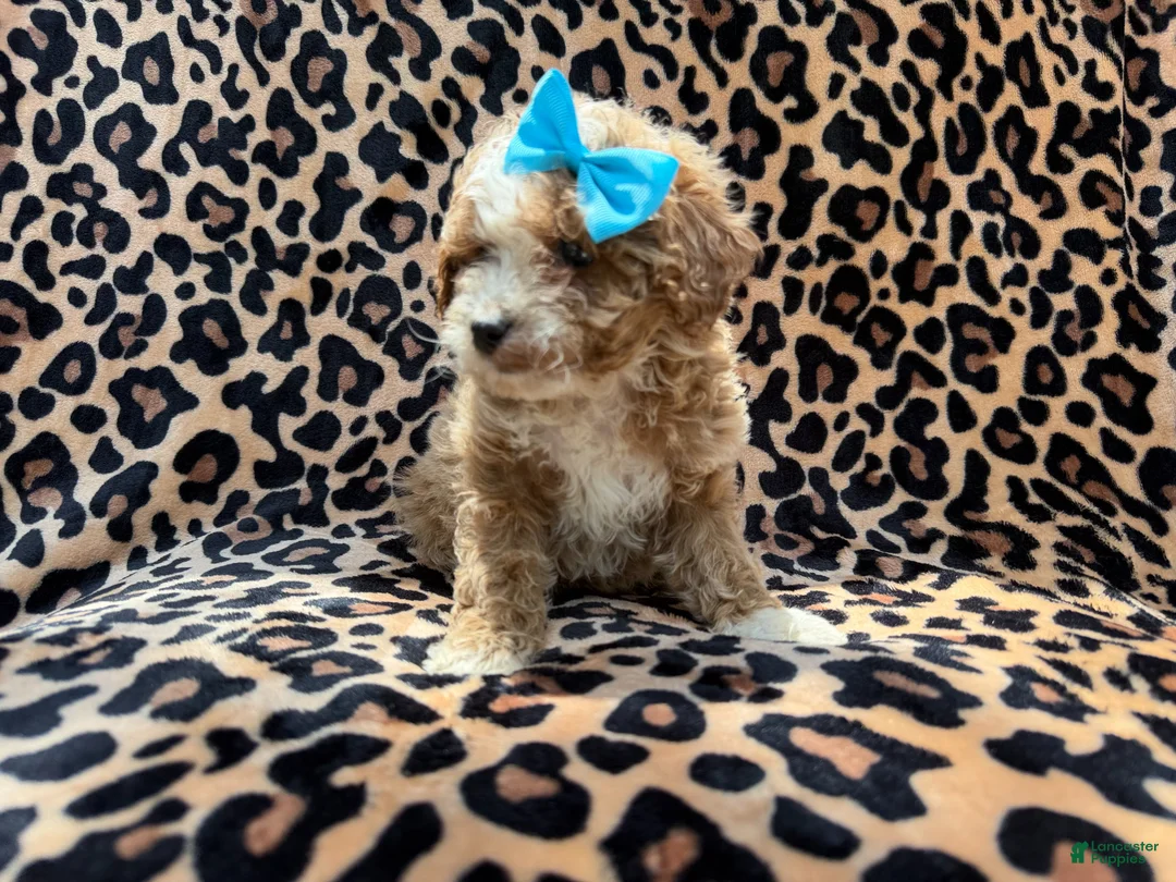 Cockapoo dogs for sale: Fancy - Ad 2