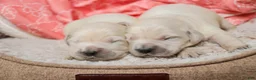Golden Retriever dogs for sale: Crystal - Ad 1