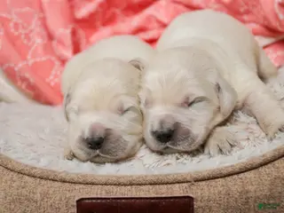 Golden Retriever dogs Crystal - Ad 9