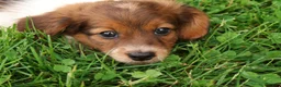 Miniature Dachshund dogs for sale: Haven - Ad 7