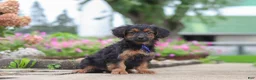 Yorkiepoo dogs for sale: Poppy - Ad 27