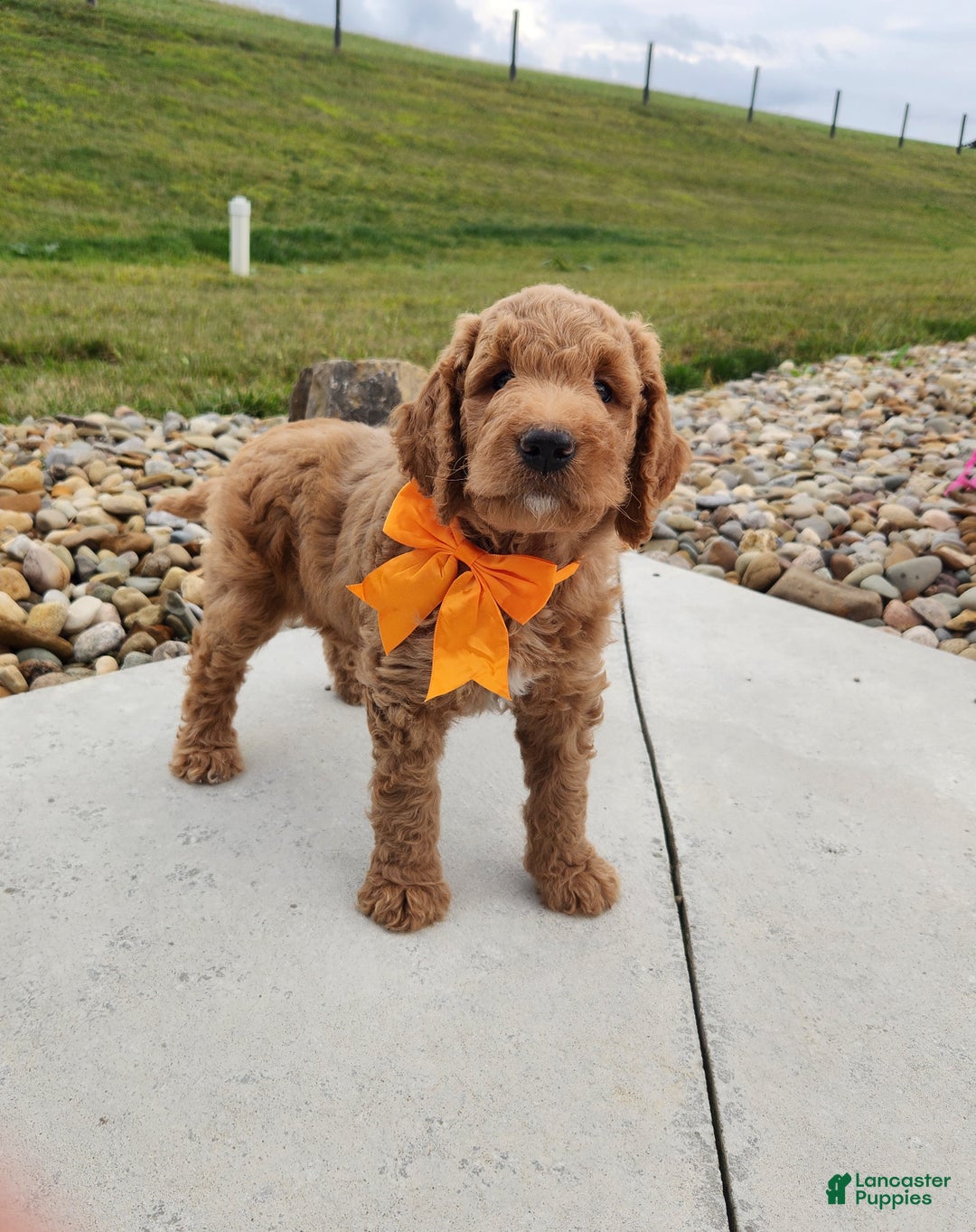 Goldendoodle dogs for sale: Daisy - Ad 20