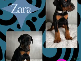 Doberman Pinscher dogs Zara - Ad 3