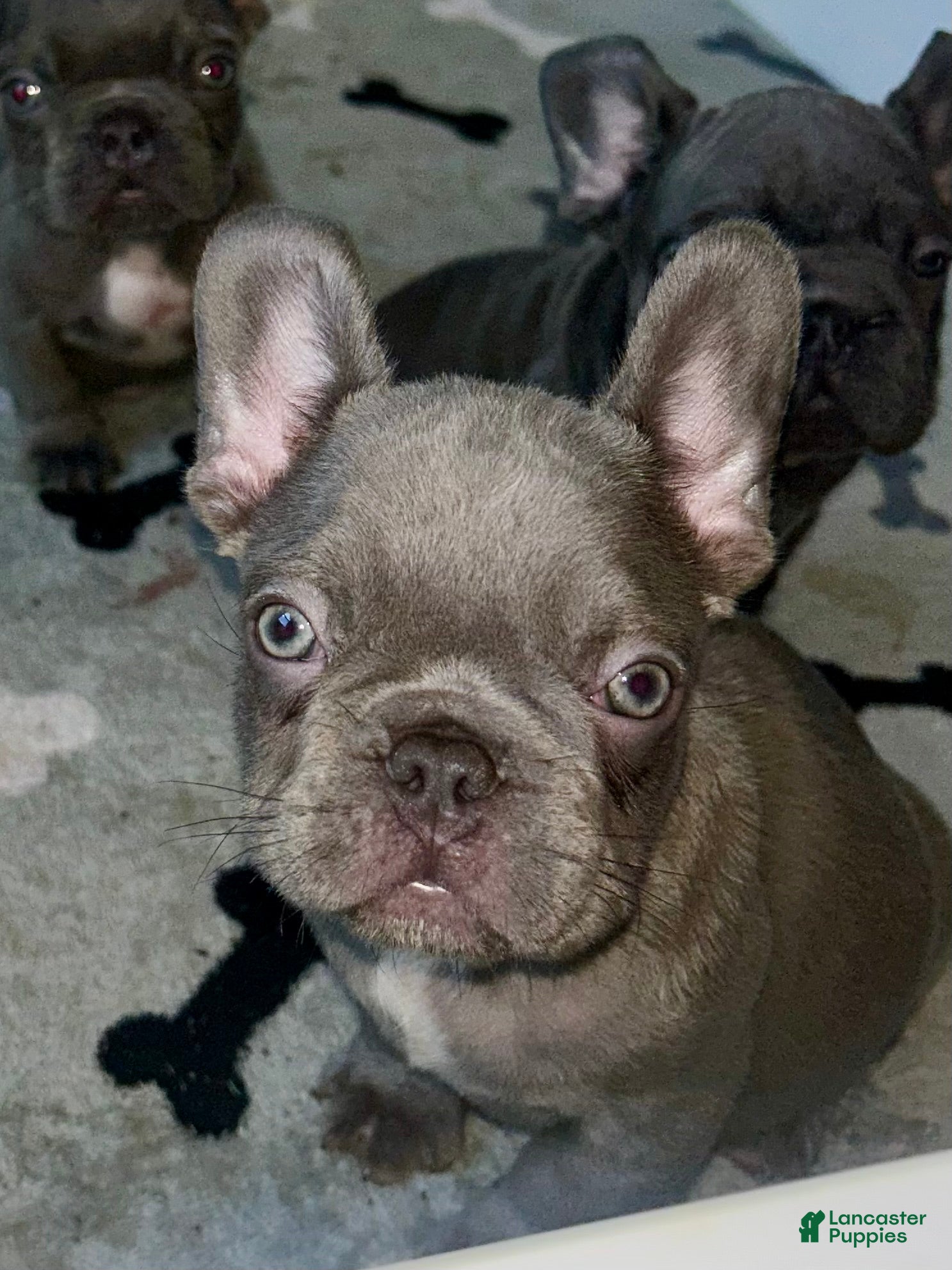 French Bulldog dogs Hershey - Ad 2