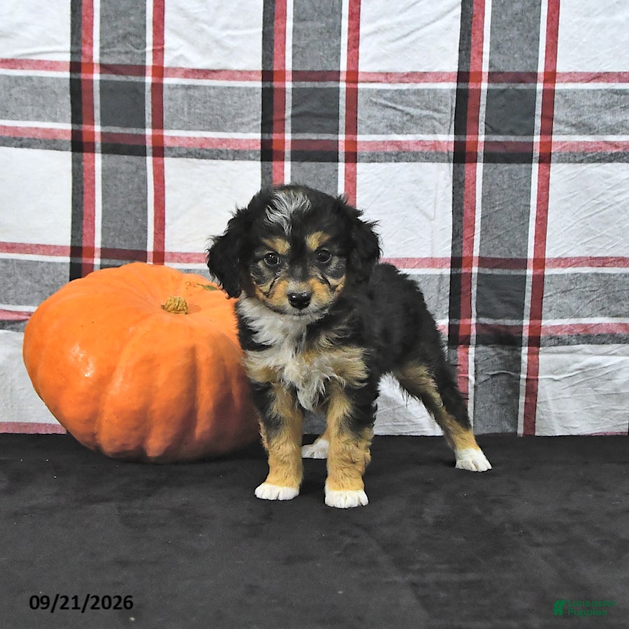 Mini Aussiedoodle dogs Doris - Ad 2