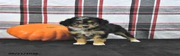 Mini Aussiedoodle dogs for sale: Doris - Ad 2