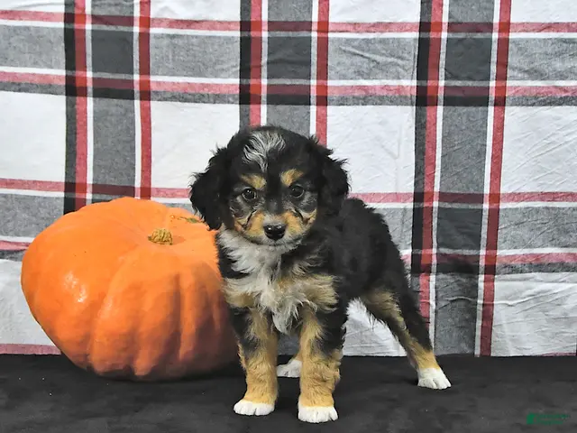 Mini Aussiedoodle dogs for sale: Doris - Ad 2