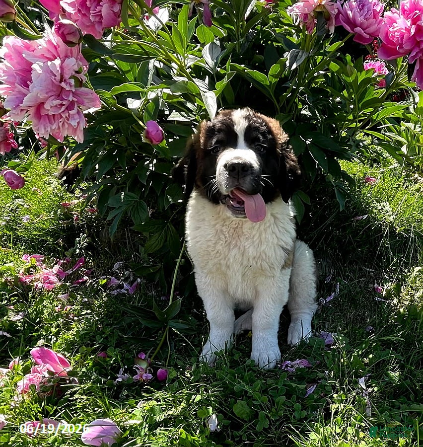 Saint Bernard dogs Big Girl - Ad 2