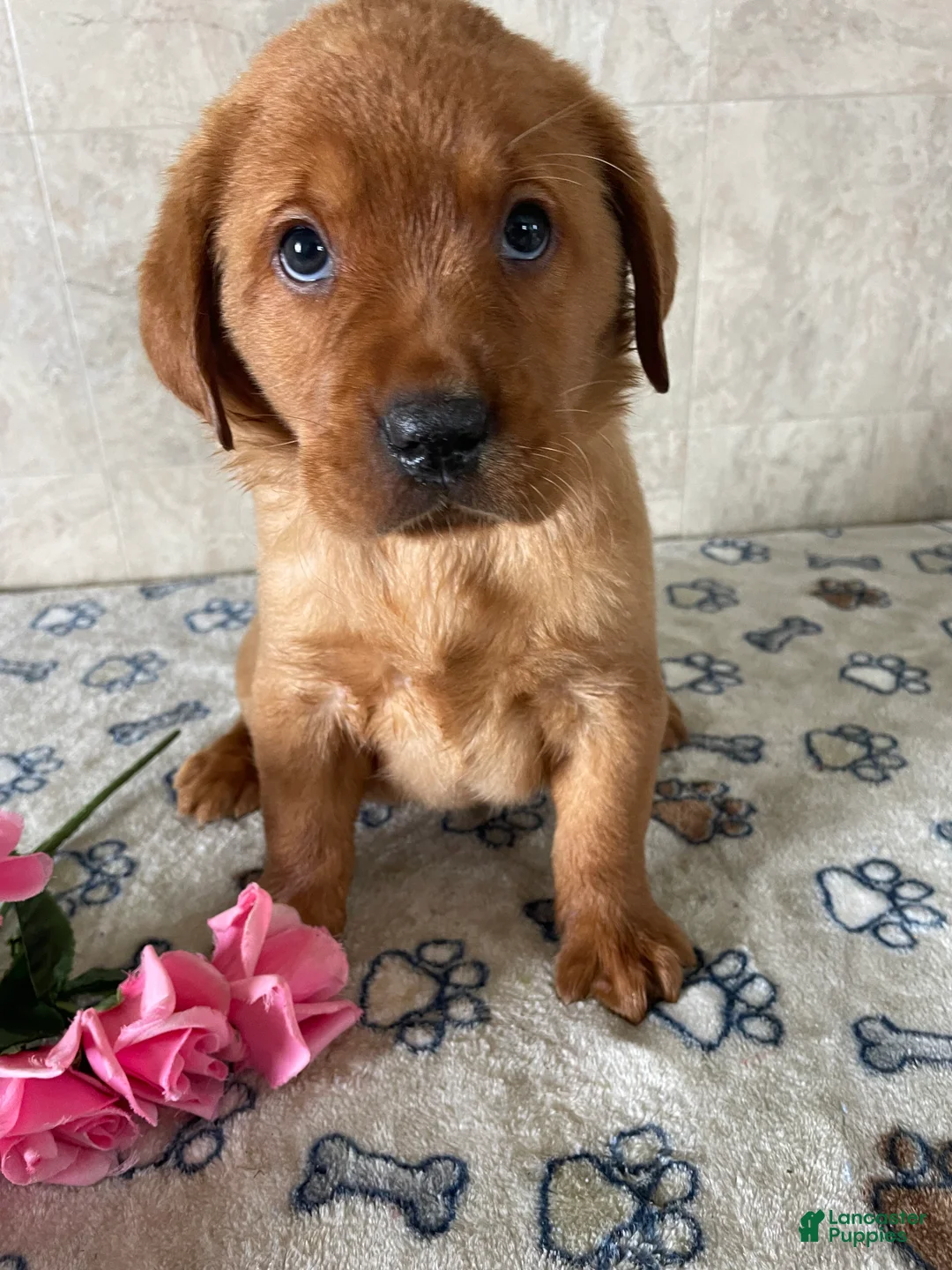 Labrador Retriever dogs for sale: Brady - Ad 3