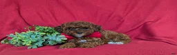Lhasapoo dogs for sale: Delancey Hypoallergenic - Ad 5