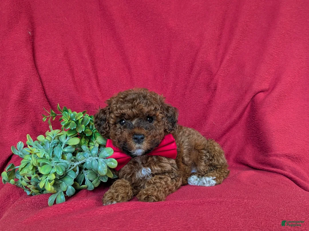 Lhasapoo dogs for sale: Delancey Hypoallergenic - Ad 5