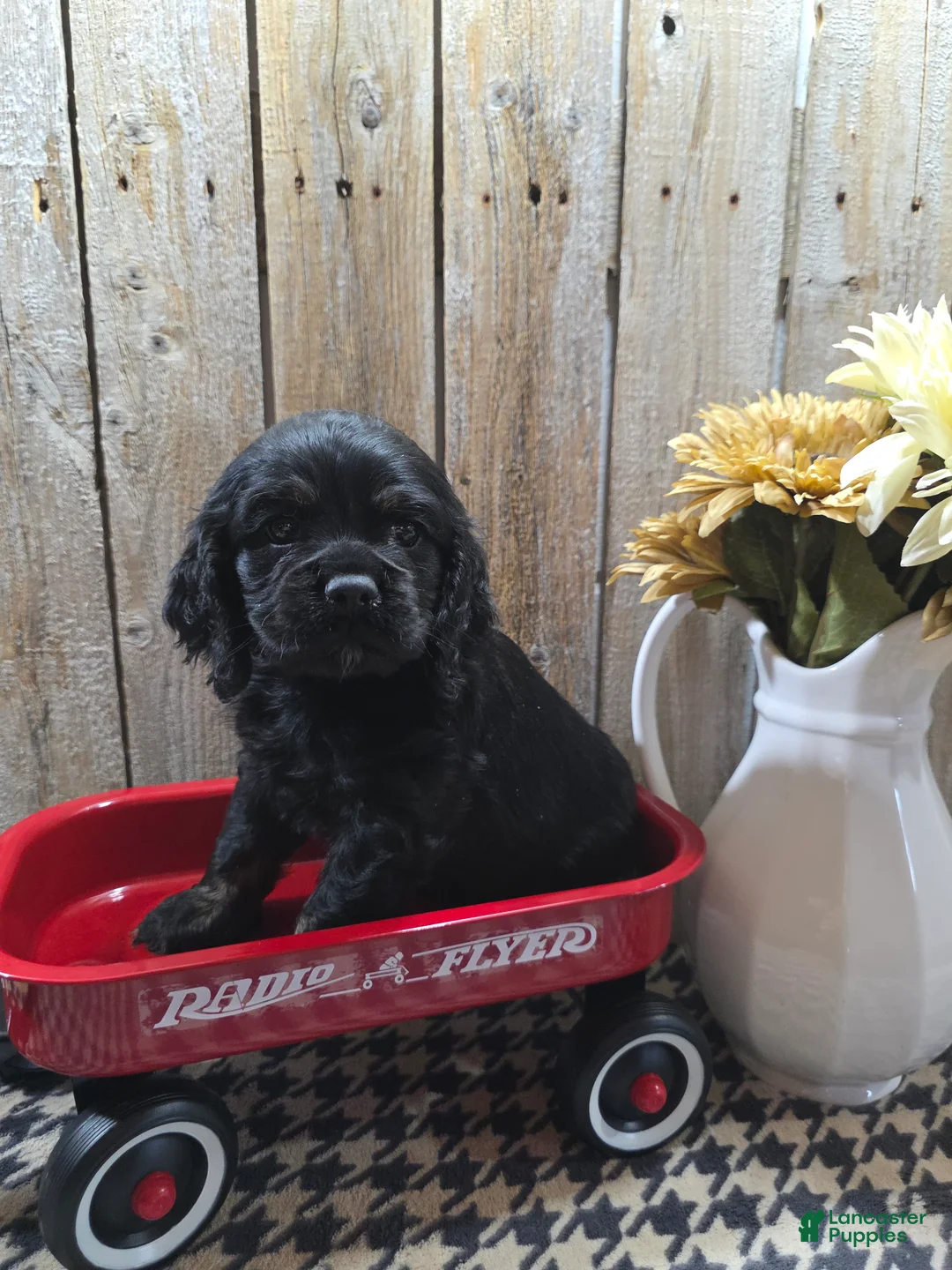 Cocker Spaniel dogs for sale: Jordan - Ad 1