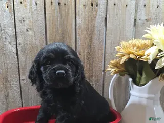 Cocker Spaniel dogs for sale: Jordan - Ad 4
