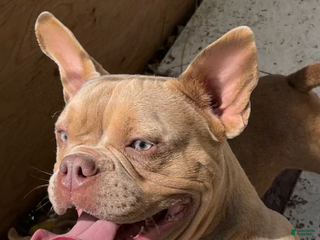 American Bully dogs - Ad 22