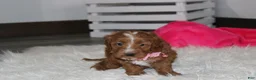 Cockapoo dogs for sale: Felicity  - Ad 3