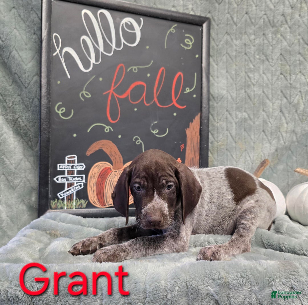 German Shorthaired Pointer dogs for sale: German Shorthaired Pointer Puppy 2 - Ad 1