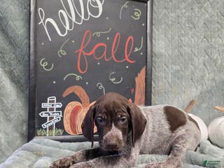 German Shorthaired Pointer dogs German Shorthaired Pointer Puppy 2 - Ad 15
