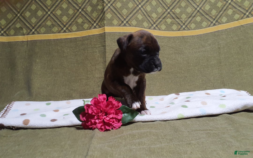 Boxer dogs for sale: Snickers  - Ad 6