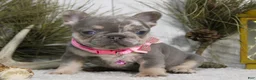 French Bulldog dogs for sale: Twinkle - Ad 1
