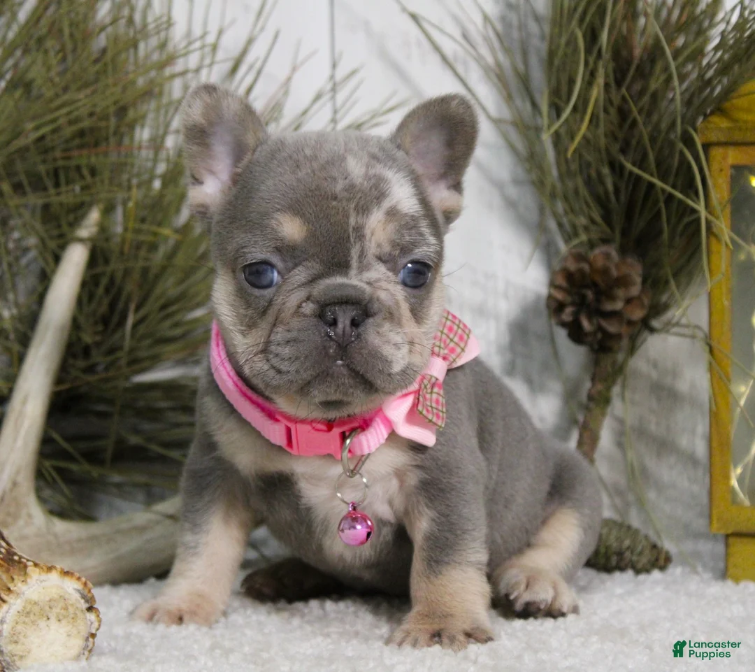 French Bulldog dogs for sale: Twinkle - Ad 1