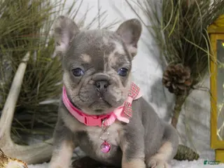 French Bulldog dogs Twinkle - Ad 17