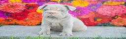 French Bulldog dogs for sale: Charlotte - Ad 3