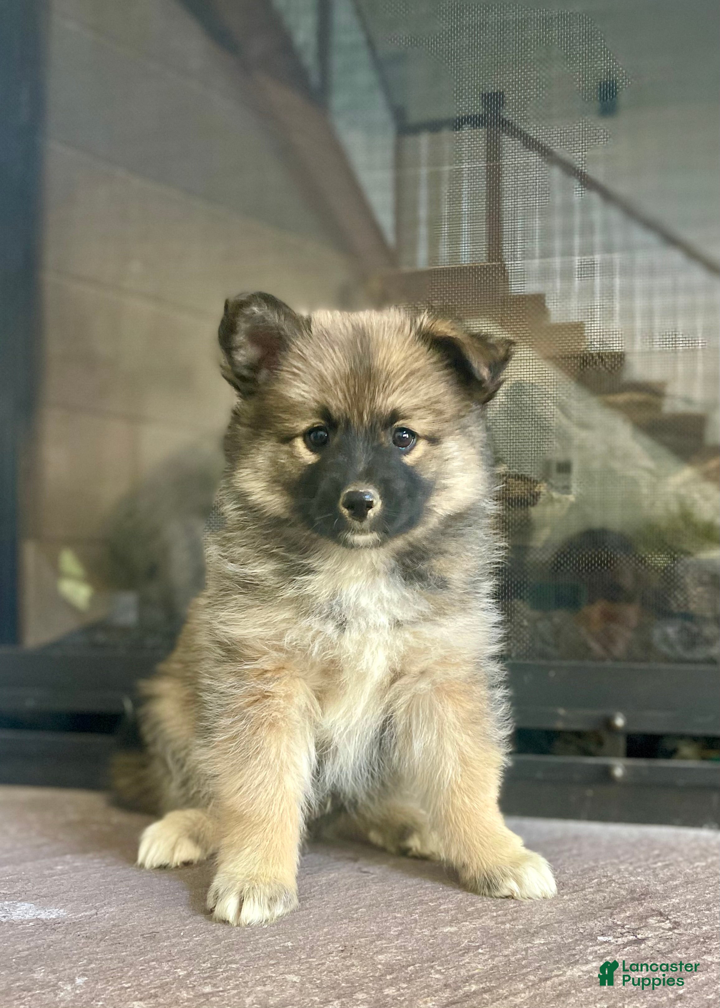 Pomsky dogs Clay - Ad 1