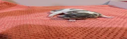 Rat Terrier dogs for sale: Freddy - Mini Rat - Ad 4