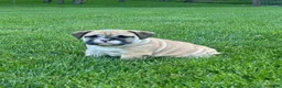 English Bulldog dogs for sale: Valerie  - Ad 5