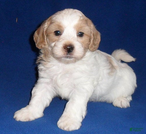 Shihpoo dogs for sale: Benji - Ad 1