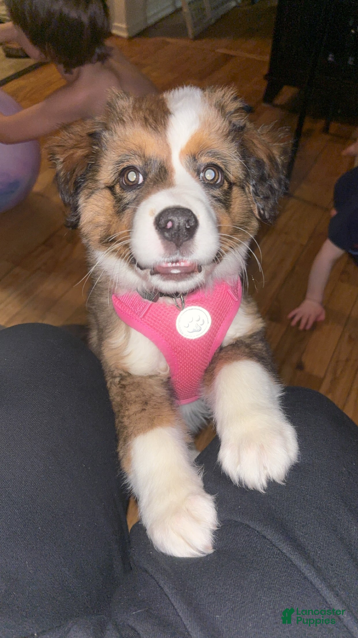 Mixed Breed dogs Mixed Breed Puppy 4 - Ad 19