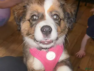 Mixed Breed dogs Mixed Breed Puppy 4 - Ad 32