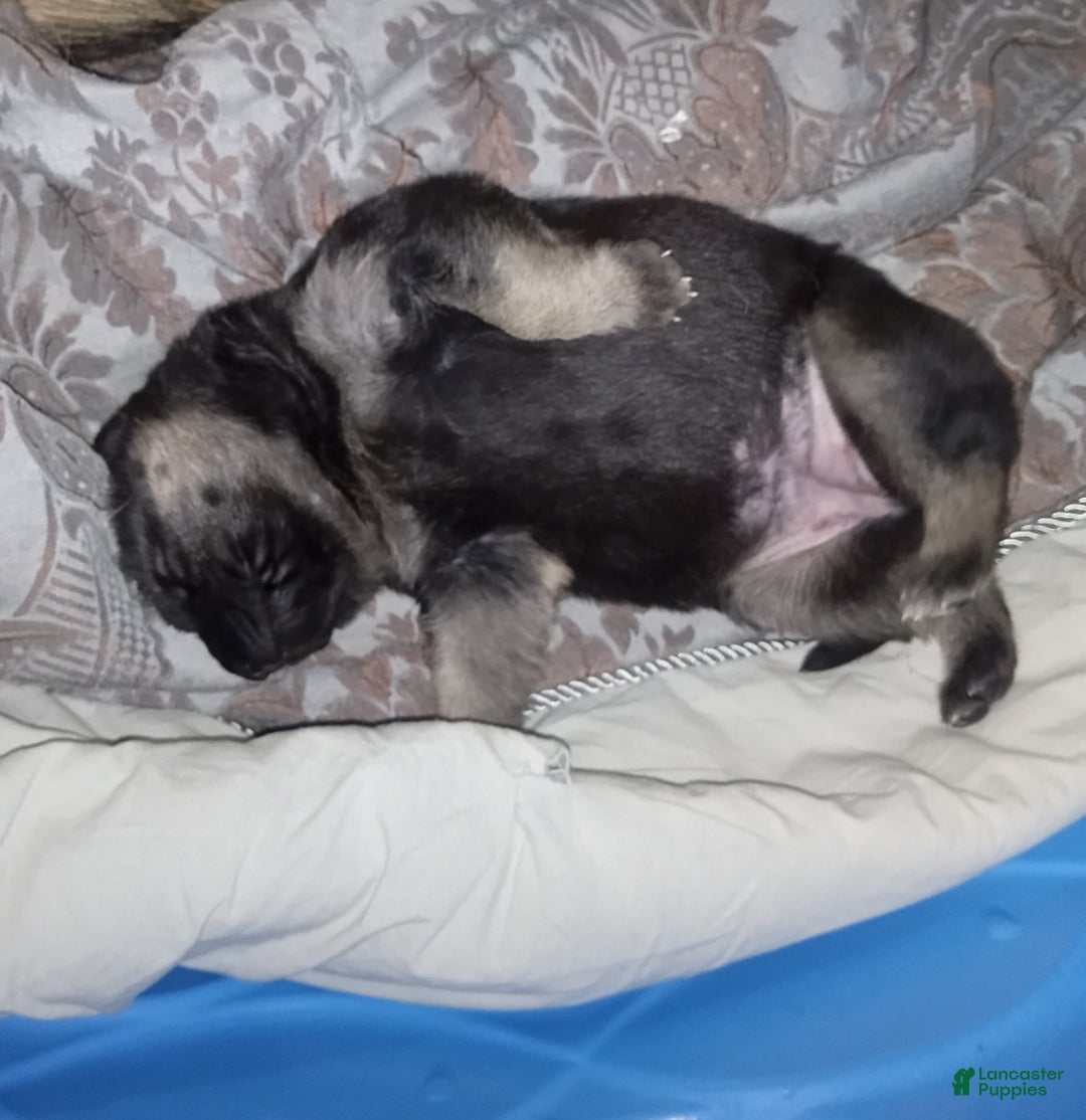 German Shepherd dogs for sale: Diamond - Ad 21