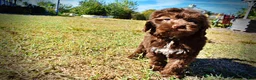 Havapoo dogs for sale: Prince - Ad 4
