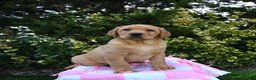 Labrador Retriever dogs for sale: Rusty - Ad 3