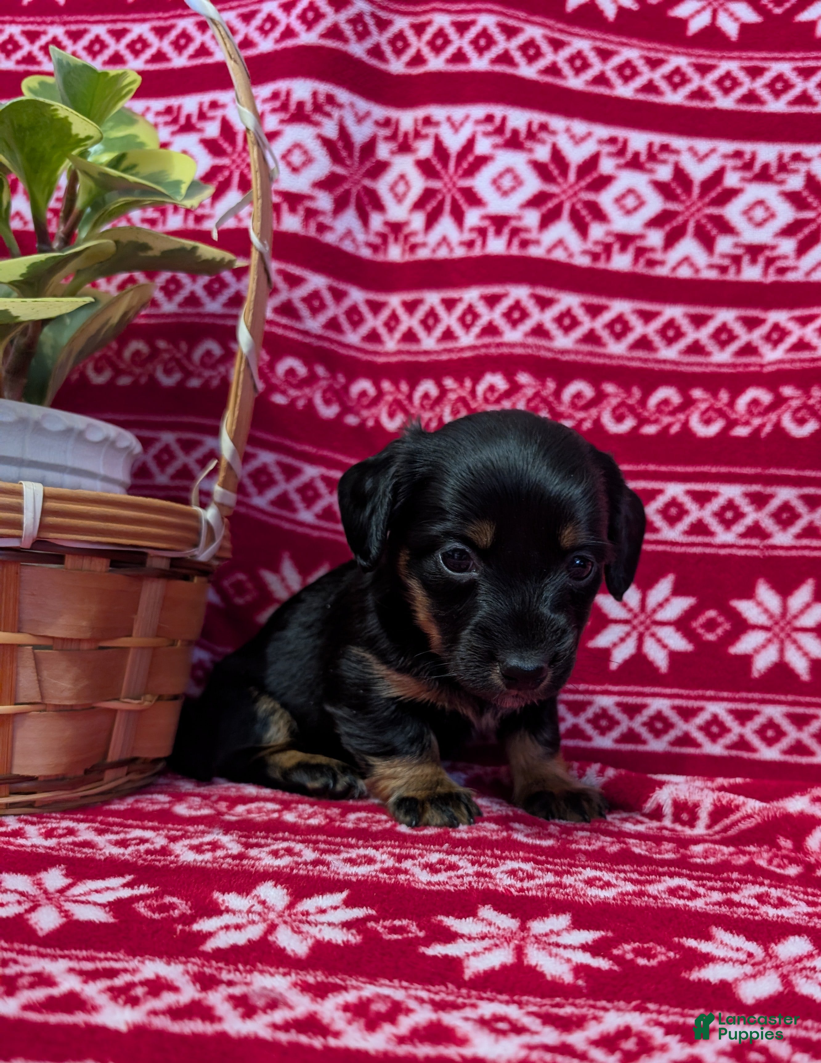 Miniature Dachshund dogs Anna  - Ad 2