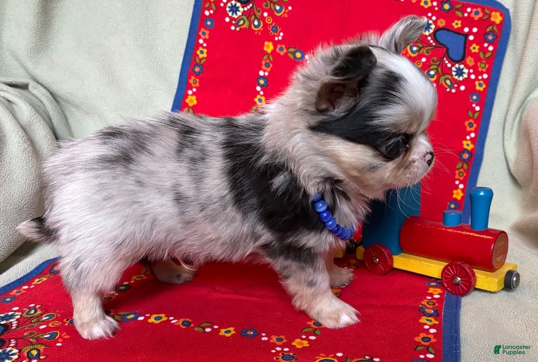 Chihuahua dogs for sale: AKC Champion-sired Houdini - Ad 2