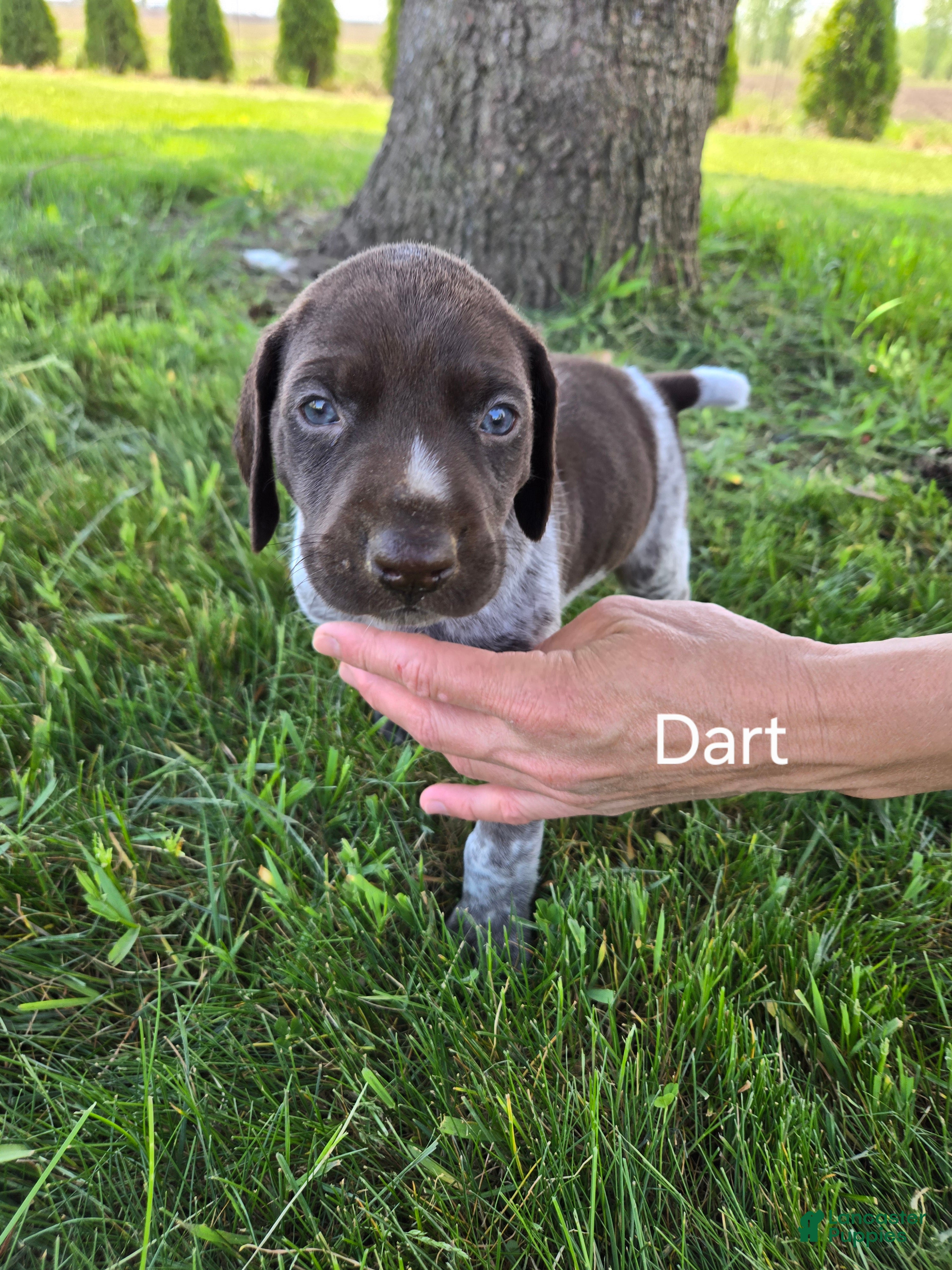 German Shorthaired Pointer dogs for sale: Dart - Ad 4