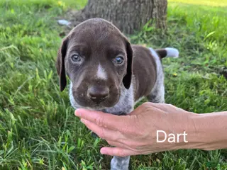German Shorthaired Pointer dogs for sale: Dart - Ad 4