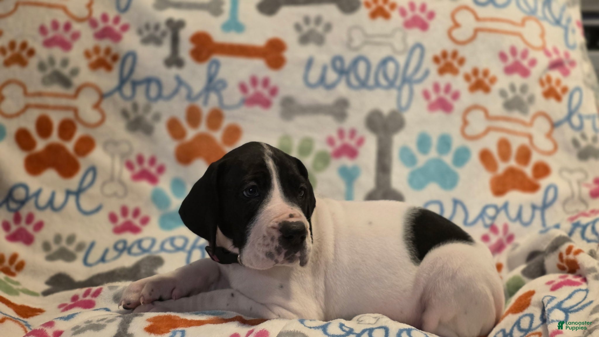 Great Dane dogs Great Dane 3 - Ad 41