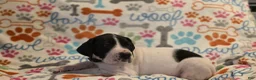 Great Dane dogs for sale: Great Dane 3 - Ad 1