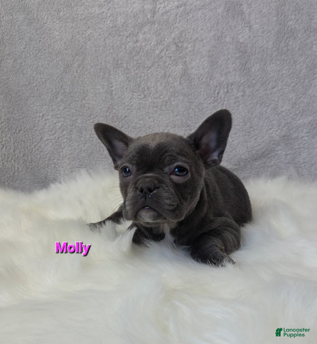 Mixed Breed dogs for sale: Molly - Ad 4
