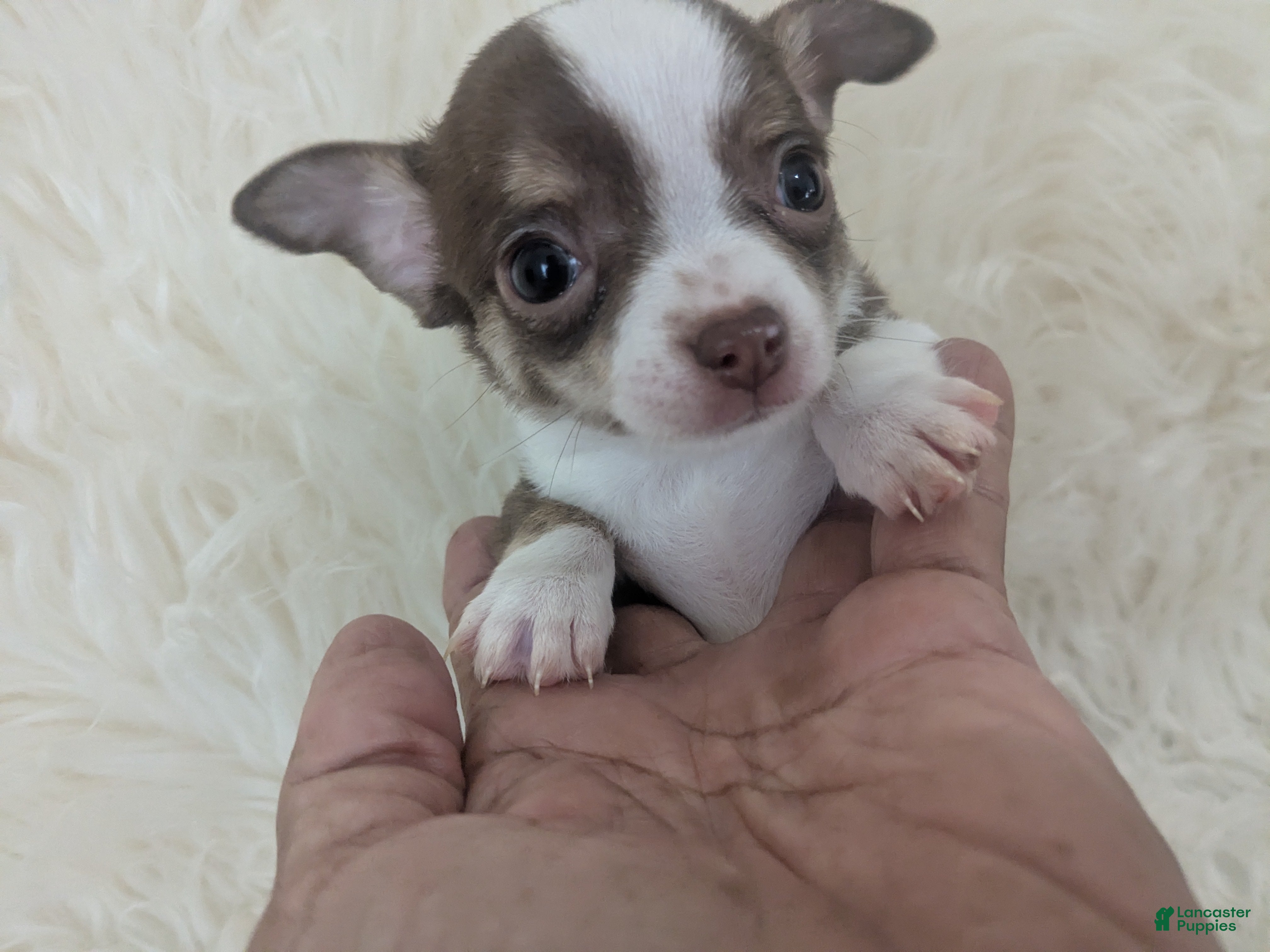 Chihuahua dogs Charlie Brown Smooth Coat  - Ad 1