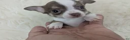 Chihuahua dogs for sale: Charlie Brown Smooth Coat  - Ad 6
