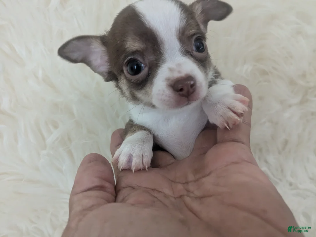 Charlie Brown Smooth Coat Chihuahua for sale in Wittmann