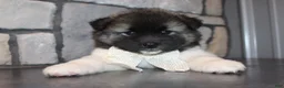 Akita dogs for sale: AKC Riley - Ad 3