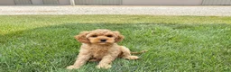 Mixed Breed dogs for sale: Cockapoo/Cavapoo male 1 - Ad 5