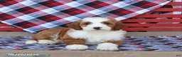 Mini Bernedoodle dogs for sale: Gretchen - Ad 5